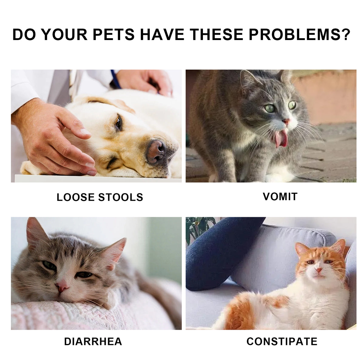 Pet Immune Support Oral Drops for Dogs & Cats | Skin, Gut & Coat Health
