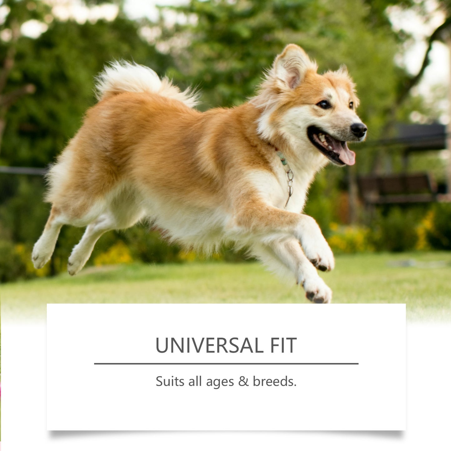 Dog Probiotic Soft Granules | Digestive Health Supplement for Dogs