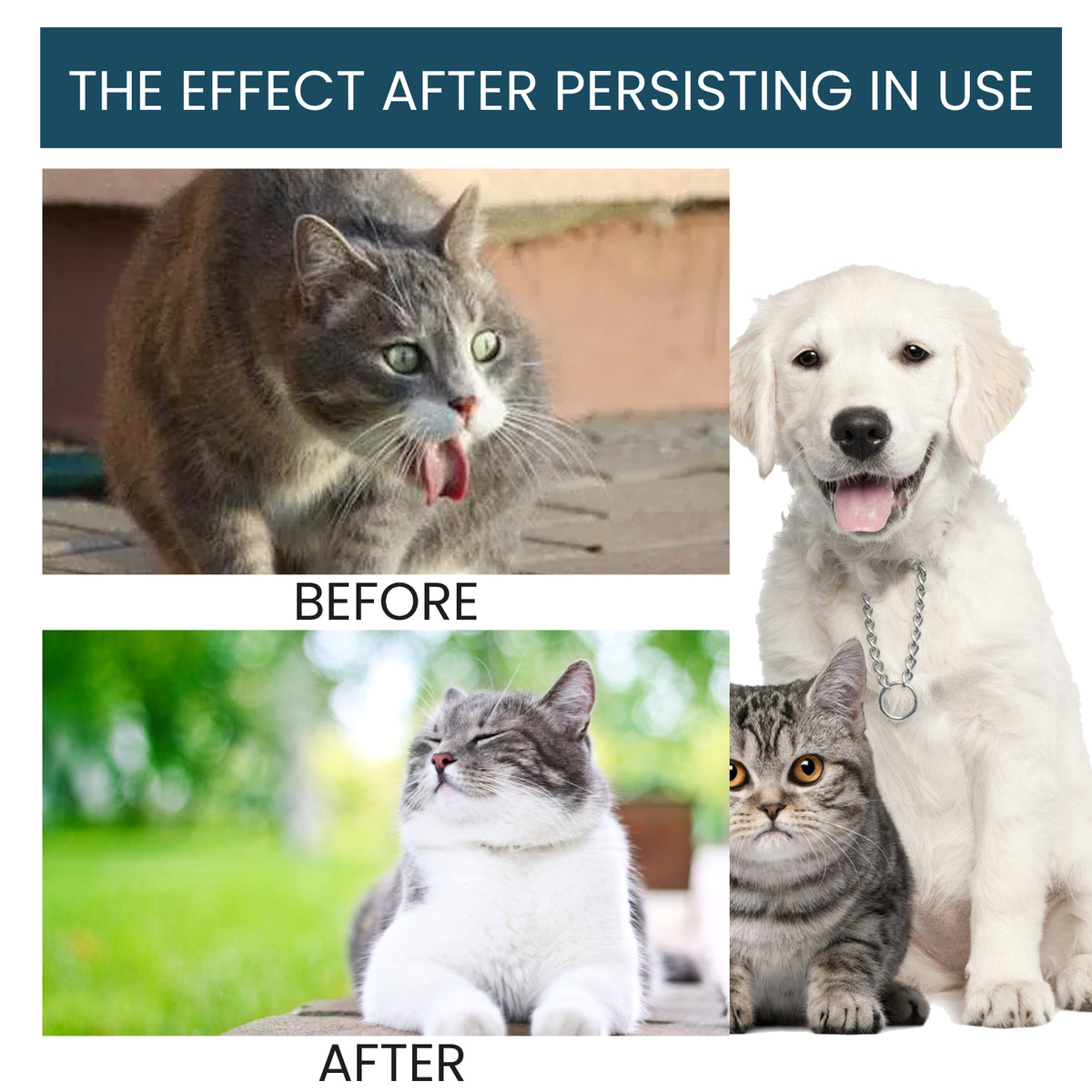 Pet Immune Support Oral Drops for Dogs & Cats | Skin, Gut & Coat Health