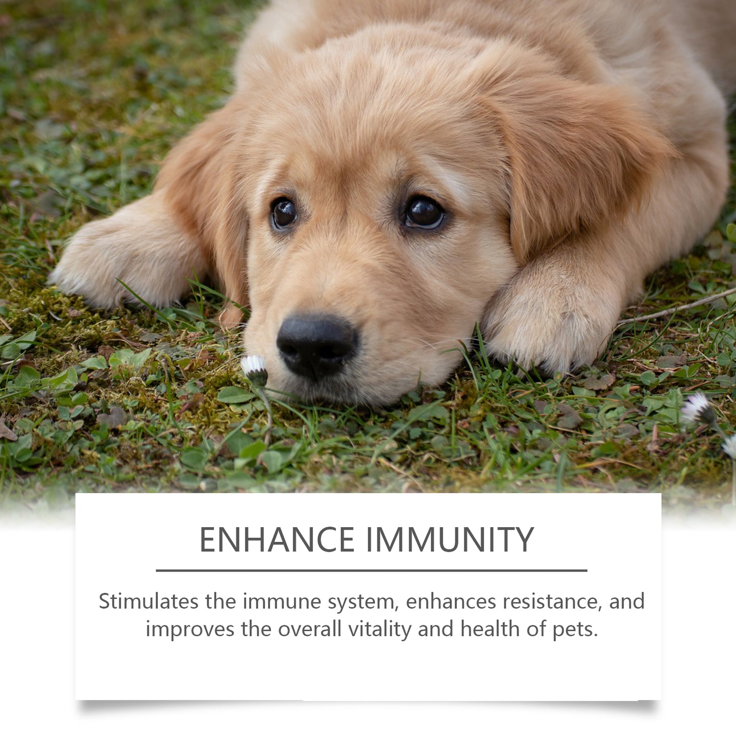 Immuno+ Daily Immune Boost Chews for Dogs | Healthy Dietary Supplement