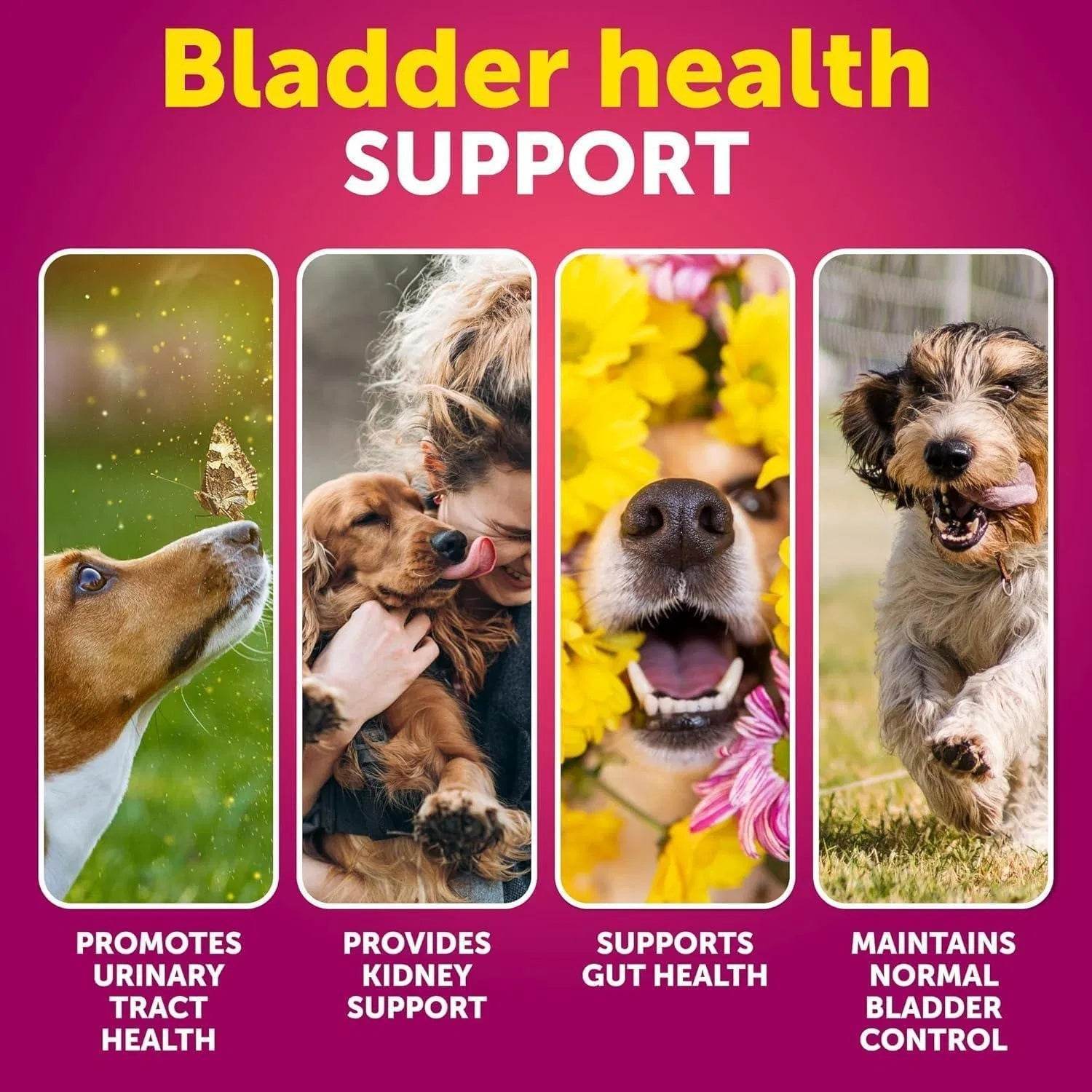 Do Not Sell On Amazon Dog UTI Treatment Cranberry Supplement Bladder Control Urinary Tract Infection Incontinence Pill Bladder Stones UTI Medicine Treats 70 Soft Chews For Kidney Support With Fish Oil - Immense Plus More